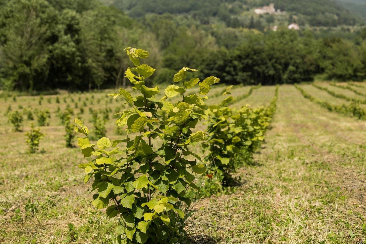 Podere Groppini Фивиццано Экстерьер фото